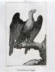 Aquila di Pondicherry, da 