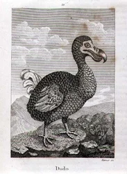 Il Dodo, da 