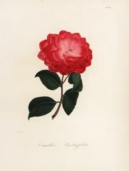 Varietà di Camellia japonica, Camellia myrthyfolia