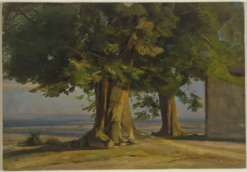 Vecchi alberi e veduta su un