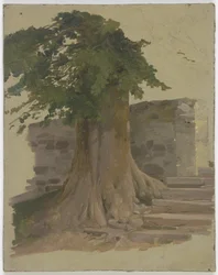 Vecchio albero accanto a un tratto di muro