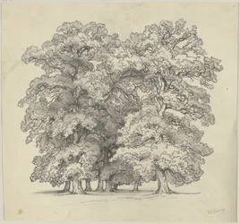 Abbattimento di alberi