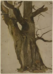 Albero cavo