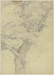 Albero