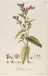 Echium: Orientale da "Icones Plantarum", c.1763 (incisione)