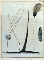 Cyperus papyrus, varietà d