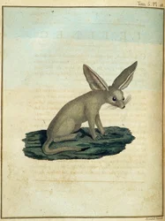 Fennec - in "Viaggio in Nubia e Abissinia intrapreso per scoprire le sorgenti del Nilo negli anni 1768-1772", di James Bruce, vol. 1, Parigi