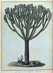 Kol-quall (Kol quall), euforbia (cactus) - in "Viaggio in Nubia e Abissinia intrapreso per scoprire le sorgenti del Nilo negli anni 1768-1772", di James Bruce, vol. 1, Parigi