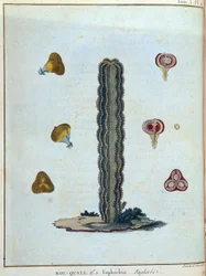 Kol-quall (Kol quall), euforbia (cactus) - in "Viaggio in Nubia e Abissinia intrapreso per scoprire le sorgenti del Nilo negli anni 1768-1772", di James Bruce, vol. 1, Parigi