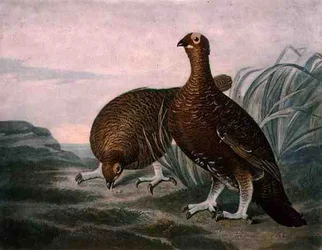 Pernice scozzese, tavola 8 di «Selvaggina piumata britannica», incisa da Charles Turner (1773-1857), pubblicata da R. Ackermann, ca. 1810