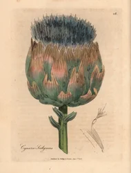 Carciofo a fiori blu e viola, Cynara scolymus, da un
