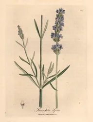 Lavanda a fiore blu, Lavandula spica, da un