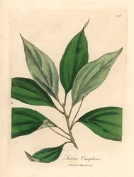 Albero di canfora, Laurus camphora, da un