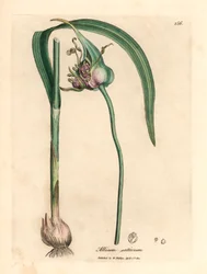 Aglio comune coltivato, Allium sativum, da un