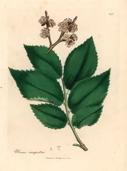Olmo comune, Ulmus campestris, da un