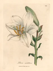 Giglio bianco comune, Lilium candidum, da un