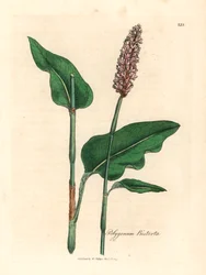 Bistorta maggiore, Polygonum bistorta, da un