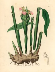 Zenzero a foglia stretta, Zingiber officinale, da un