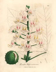 Fiori rosa e frutti dell