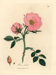 Rosa canina rosa con cinorrodo, Rosa canina, da un