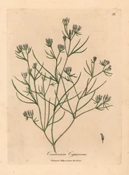 Cumino a fiore rosa, Cuminum cyminum, da un