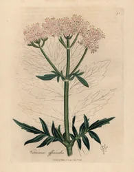 Valeriana a fiori rosa, Valeriana officinalis, da un