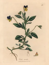 Viola del pensiero viola e gialla, Viola tricolor, da un
