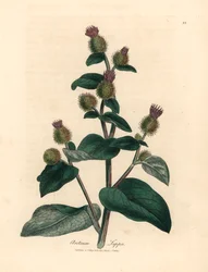 Bardana a fiori viola, Arctium lappa, da un