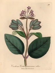 Corteccia di china peruviana rossa a fiore viola, Cinchona cortex peruvianus ruber, da un
