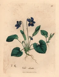 Viola odorata a fiori viola, Viola odorata, da un