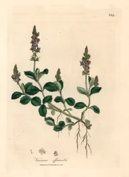 Veronica a fiori viola, Veronica officinalis, da un