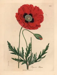 Papavero rosso o di campo, Papaver rhoeas, da un