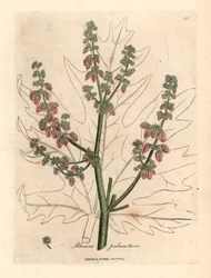 Fiori e steli di rabarbaro, contorno foglia, Rheum palmatum, da un