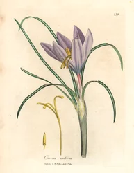 Zafferano, Crocus sativus, da un