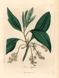 Albero di sassofrasso, Laurus sassafras, da un