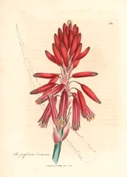 Aloe socotrina, Aloe perfoliata socotorina, da un