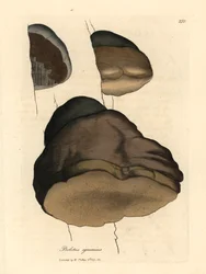 Boletus igniarius, da un