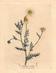Camomilla a fiori bianchi e gialli, Anthemis nobilis, da un