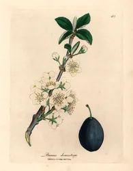 Fiori bianchi e frutti del prugno, Prunus domestica, da un