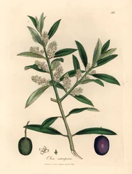 Olivo europeo a fiori bianchi con frutti, Olea europaea, da un