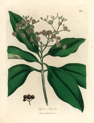 Albero di pimento a fiori bianchi, Myrtus pimenta, da un