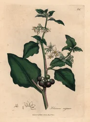 Erba morella da giardino a fiori bianchi e bacche nere, Solanum nigrum, da un