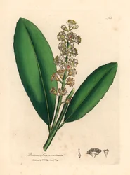 Alloro di ciliegio a fiori bianchi, Prunus laurocerasus, da un