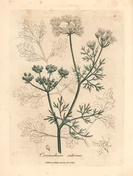Coriandolo a fiore bianco, Coriandrum sativum, da un