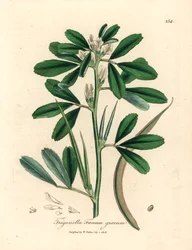 Fieno greco a fiori bianchi con baccello, Trigonella foenum graecum, da un
