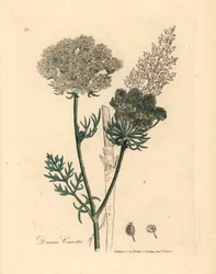 Carota selvatica a fiore bianco, Daucus carota, da un