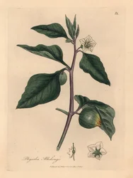 Alchechengi a fiori bianchi, Physalis alkekengi, da un