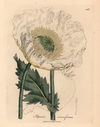 Papavero bianco, Papaver somniferum, da un