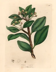 Albero della corteccia d