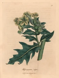 Giusquiamo nero a fiori gialli, Hyoscyamus niger, da un